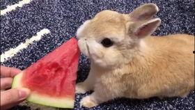 娱乐吃瓜兔子视频大全