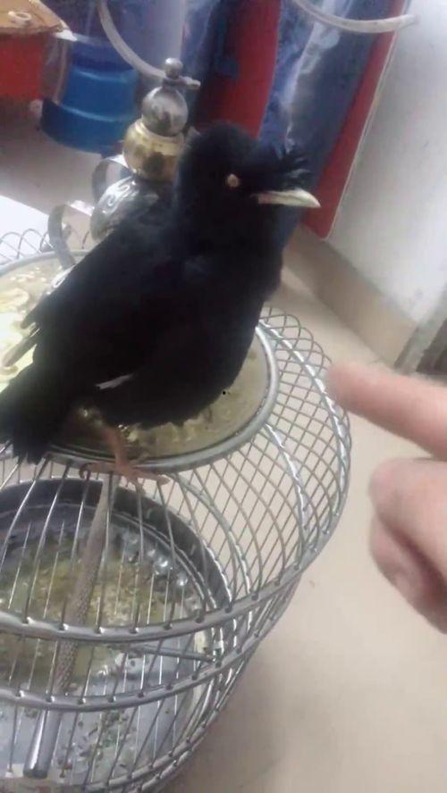 网上流行的吃瓜是什么意思,围观娱乐圈背后的真相